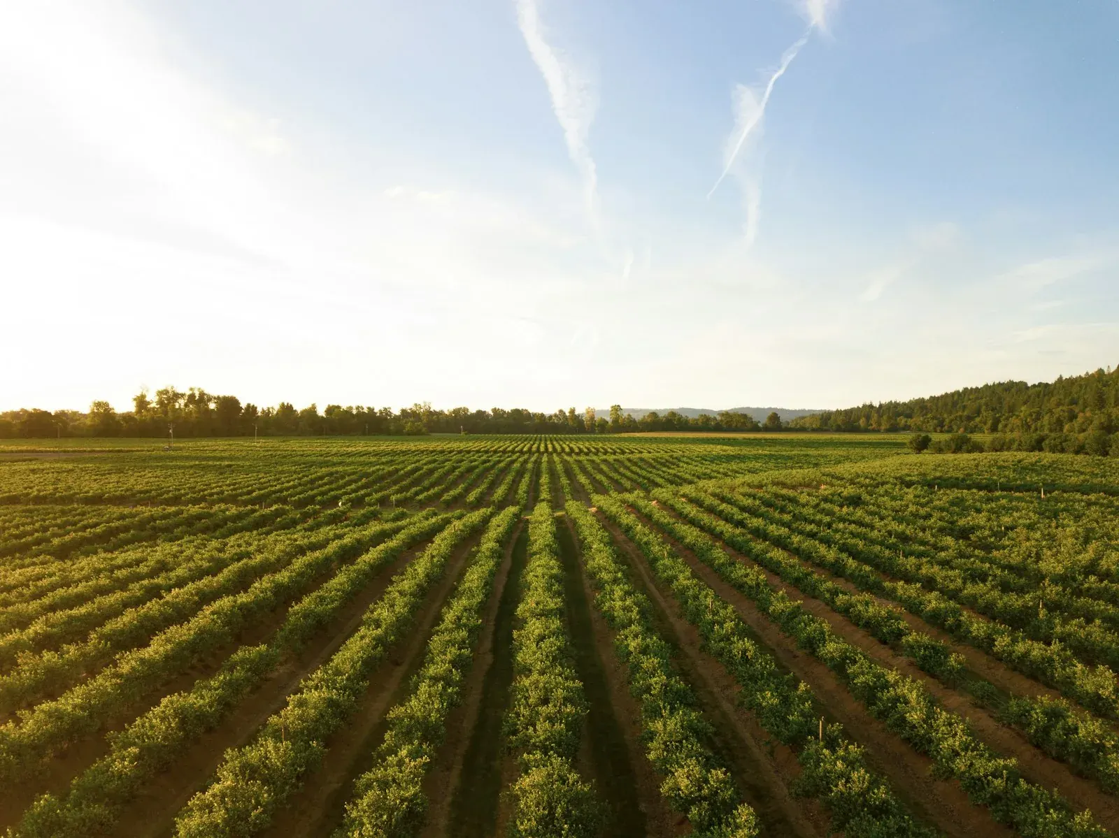 Agrochemical Intermediates Under New Trade Rules